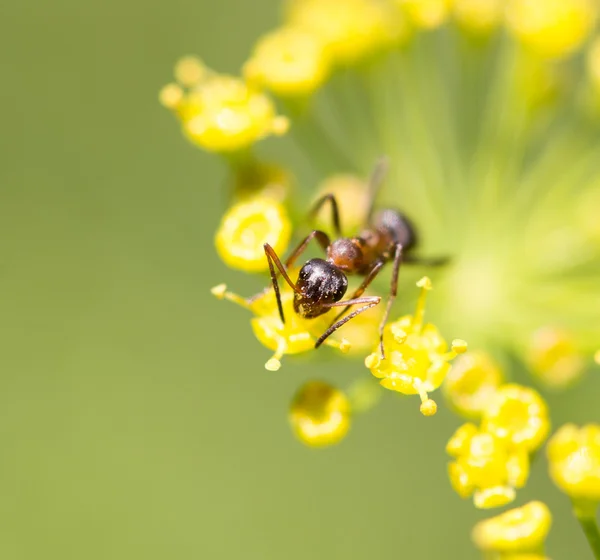 Naturaleza — Foto de Stock