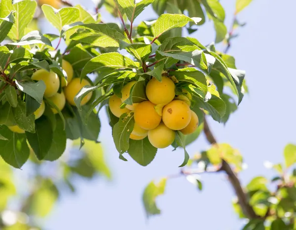 Doğa — Stok fotoğraf