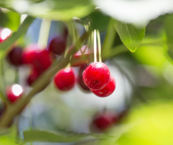 Natuur — Stockfoto