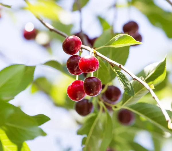 Natur — Stockfoto