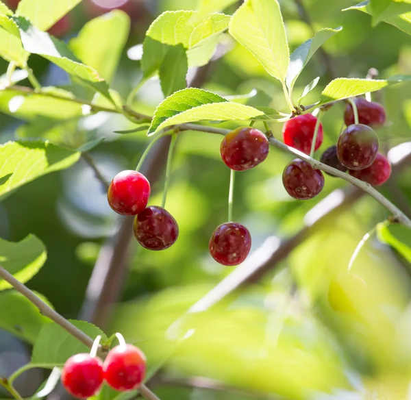 Natur — Stockfoto