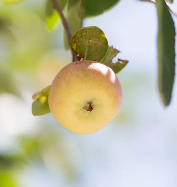 Nature — Stock Photo, Image