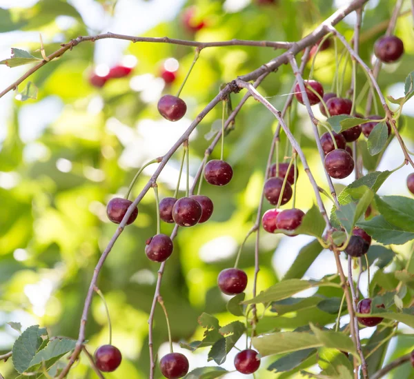 Nature — Stock Photo, Image