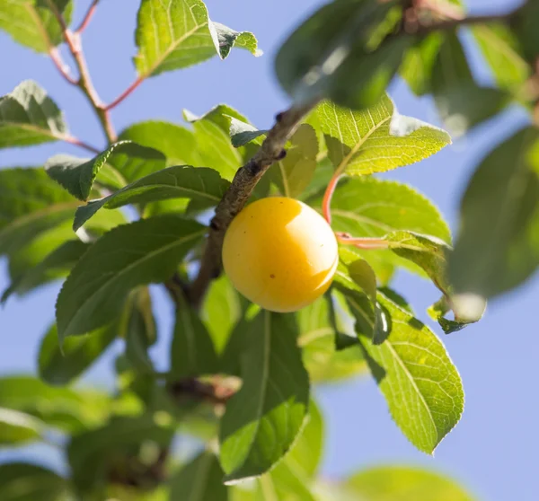 Nature — Stock Photo, Image