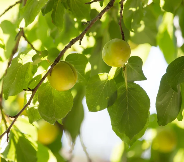 Nature — Stock Photo, Image