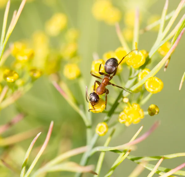 Naturaleza — Foto de Stock