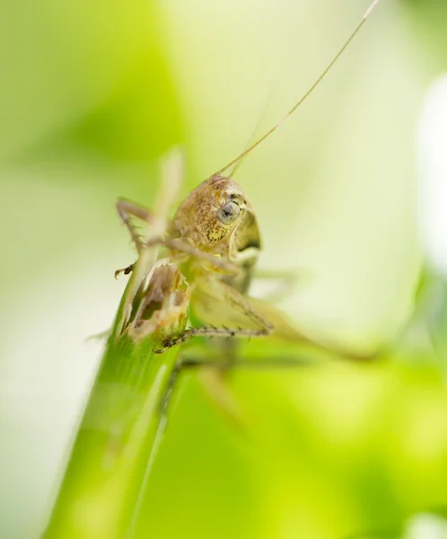 Natureza — Fotografia de Stock