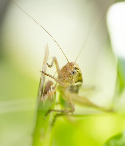 Natuur — Stockfoto