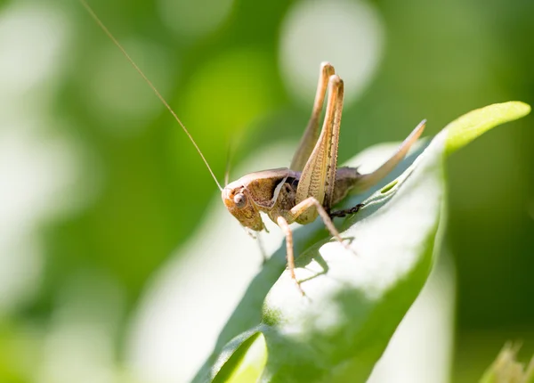 Natureza — Fotografia de Stock