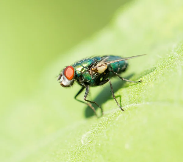 Natur — Stockfoto