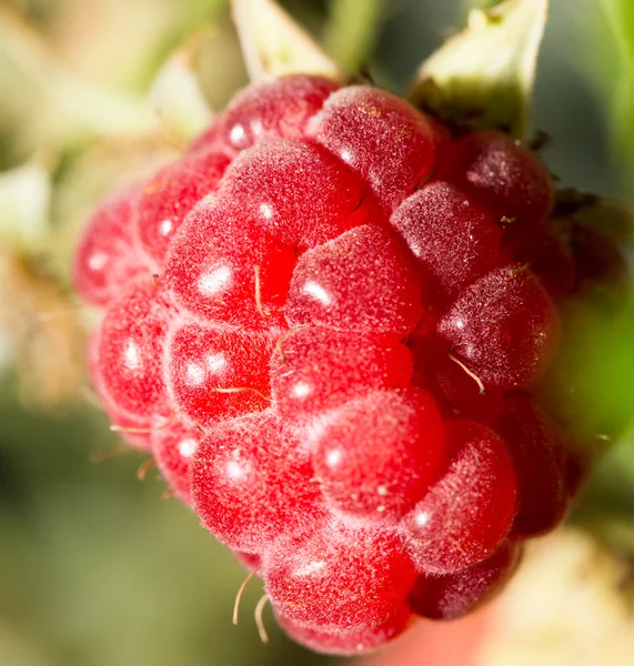 Nature — Stock Photo, Image