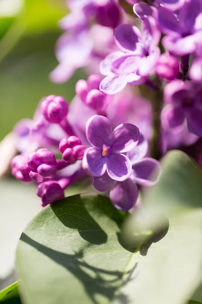 Natuur — Stockfoto