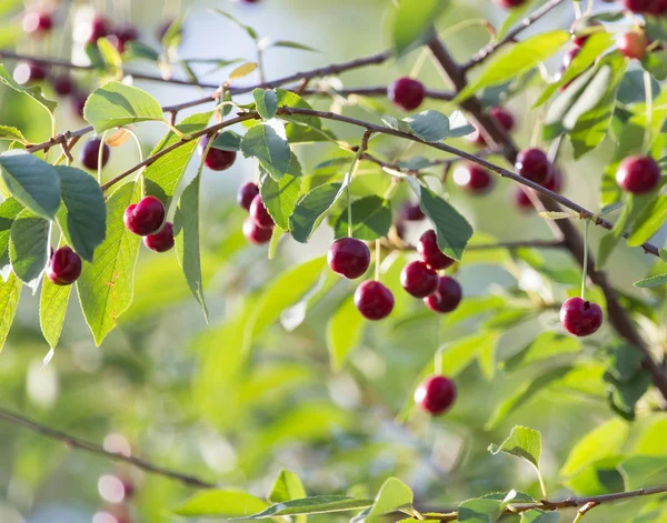 Natura — Foto Stock