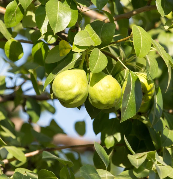 Natuur — Stockfoto