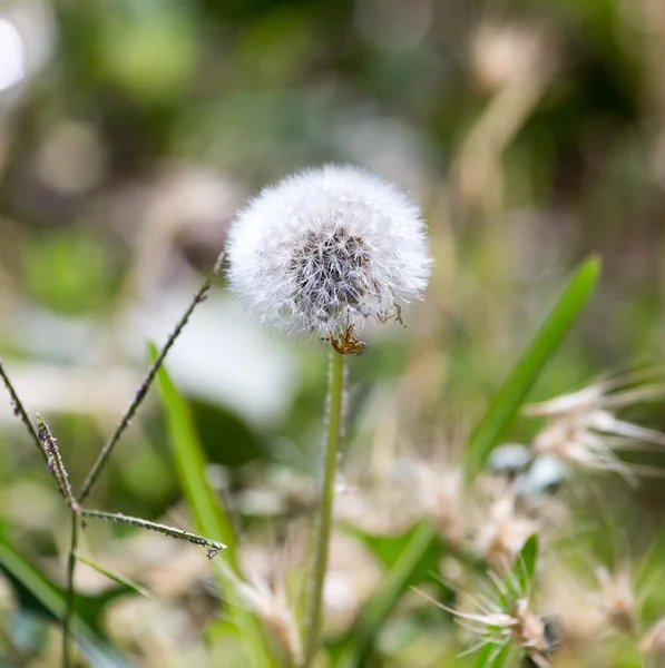 Natur — Stockfoto