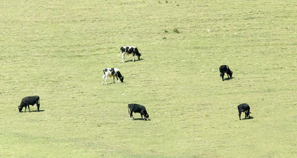 Naturaleza — Foto de Stock