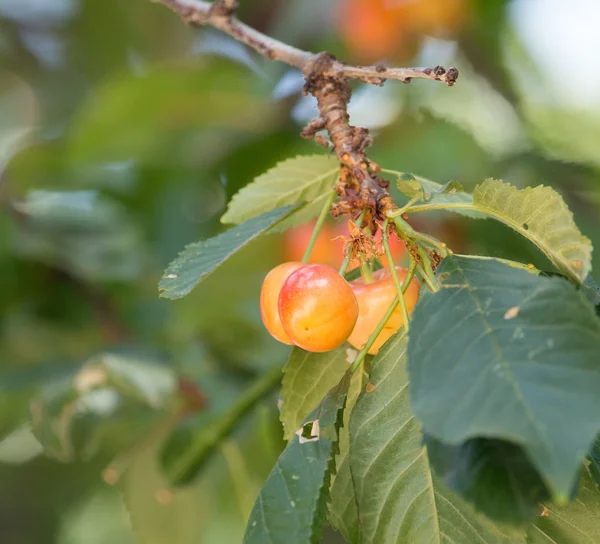 Nature — Stock Photo, Image