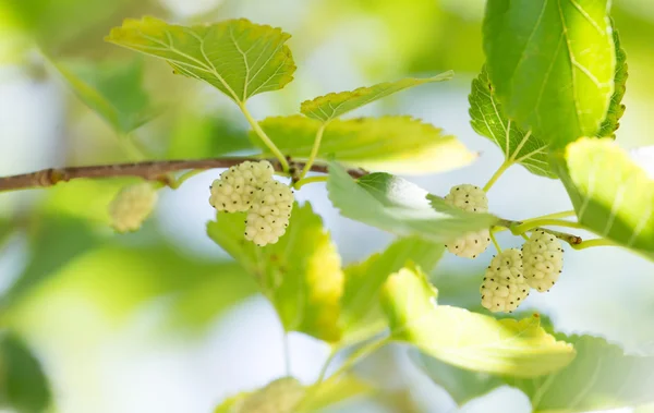 Natureza — Fotografia de Stock