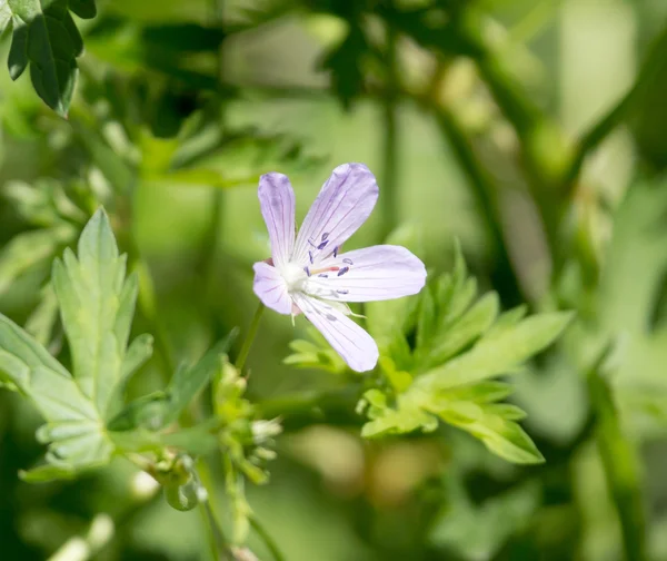 Nature — Stock Photo, Image