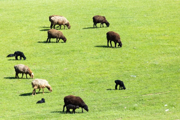 Natureza — Fotografia de Stock