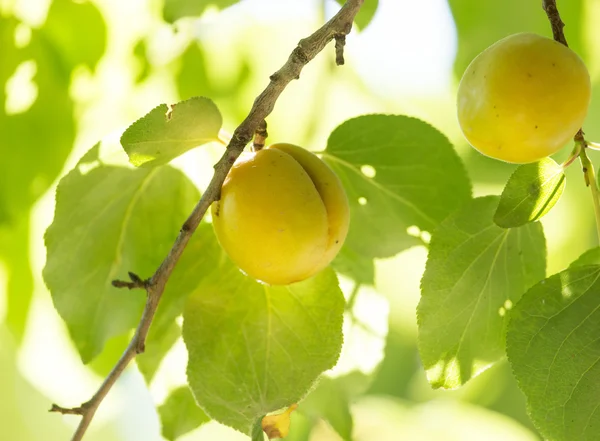 Natuur — Stockfoto