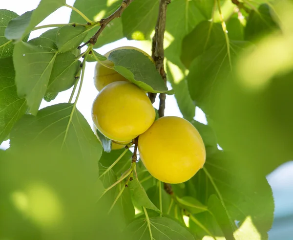 Naturaleza — Foto de Stock