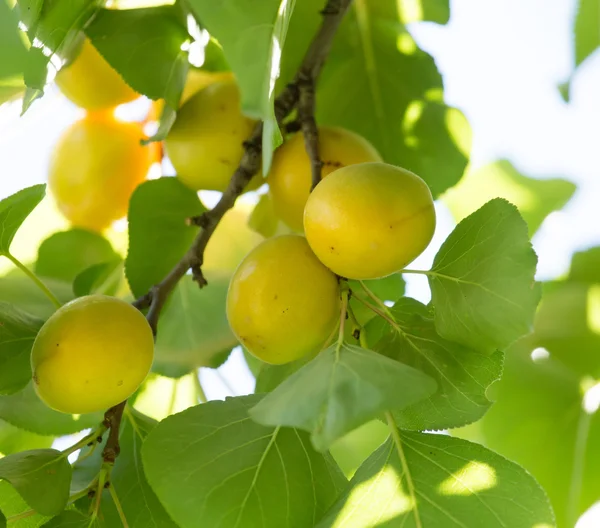 Natuur — Stockfoto