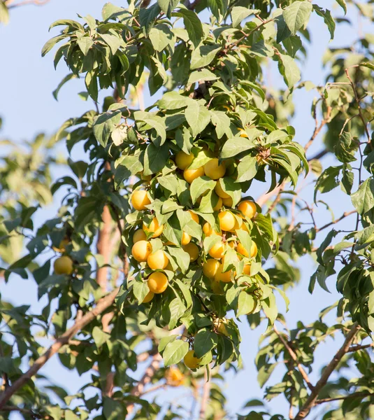 Doğa — Stok fotoğraf