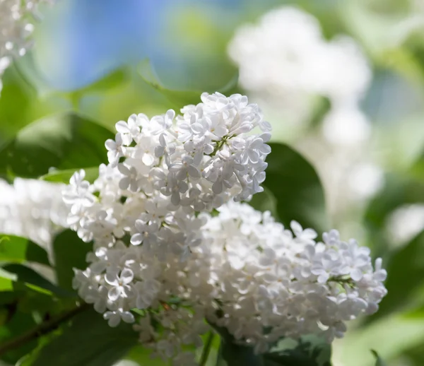 Natuur — Stockfoto