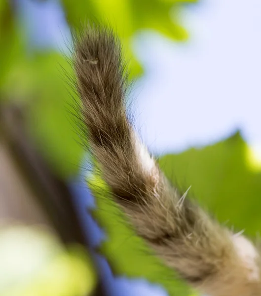 Natur — Stockfoto