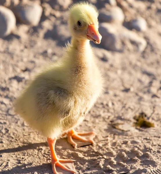 Nature — Stock Photo, Image