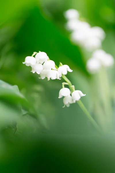 Příroda — Stock fotografie