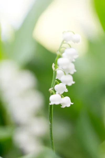 Příroda — Stock fotografie