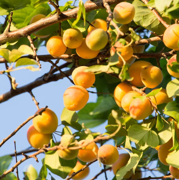 Natuur — Stockfoto