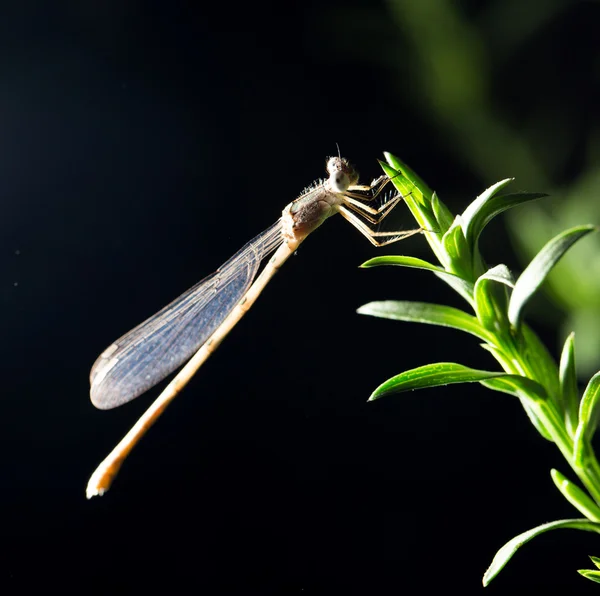 Natur — Stockfoto