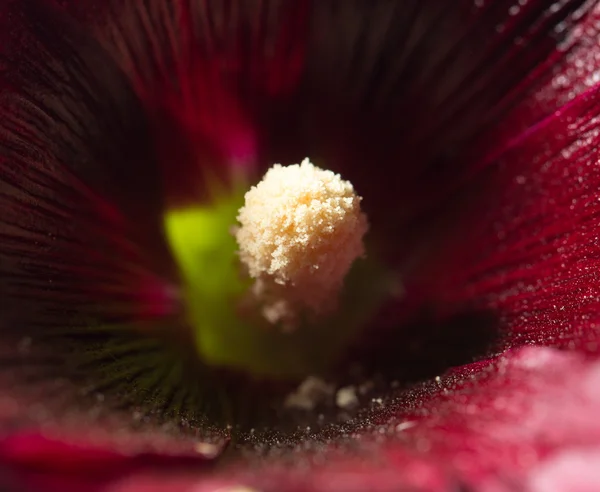 Natuur — Stockfoto