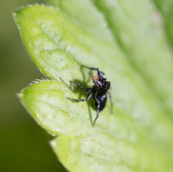 Naturaleza — Foto de Stock