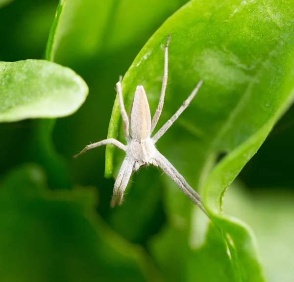 Natur — Stockfoto