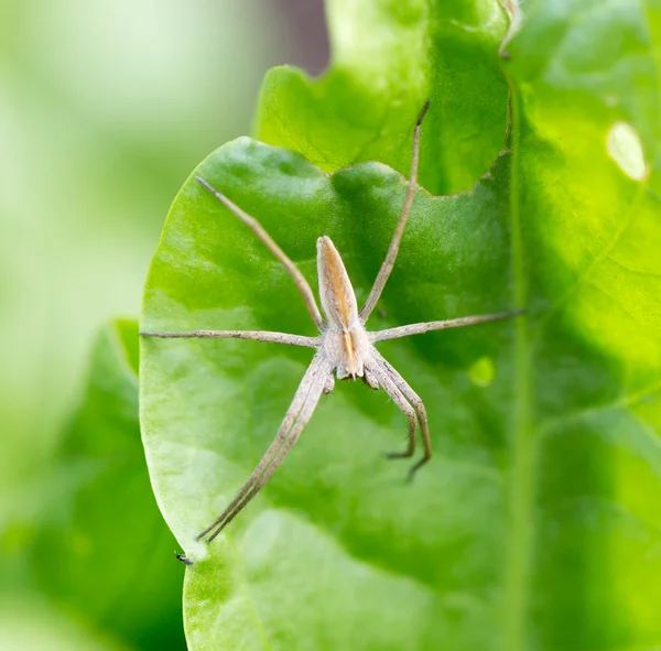 Natur — Stockfoto