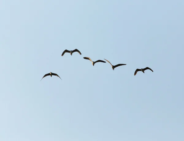 Natuur — Stockfoto