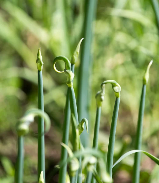 Nature — Stock Photo, Image