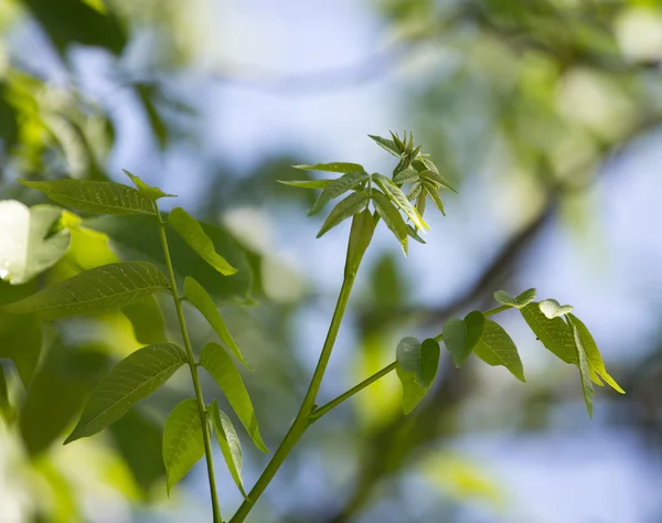 Hintergrund — Stockfoto