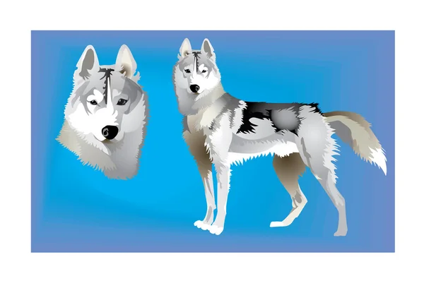 Siberian Huskies — Stock Vector