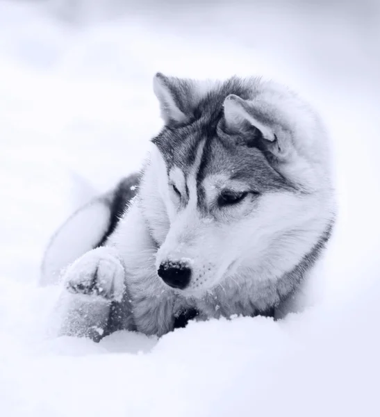 Sneeuw Koninkrijk — Stockfoto