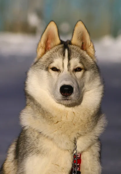 Σκύλος της φυλής Σιβηρικό huskies — Φωτογραφία Αρχείου