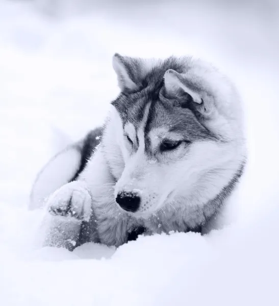 Schneereich — Stockfoto