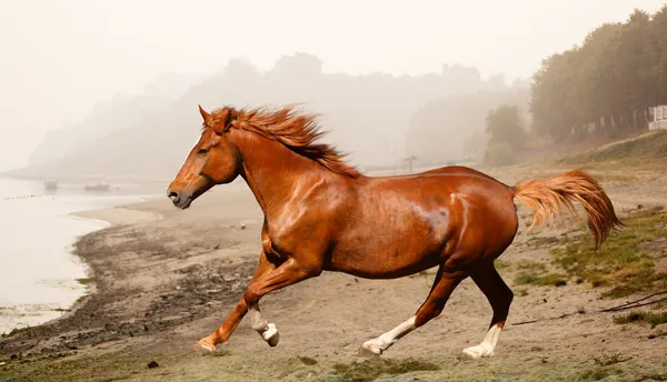 Cavalo vermelho comandando a região da costa — Fotografia de Stock