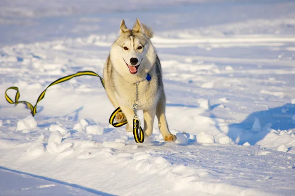 Running on the ice desert — Stock Photo, Image