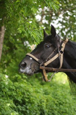 arka plan bitki örtüsü üzerinde at