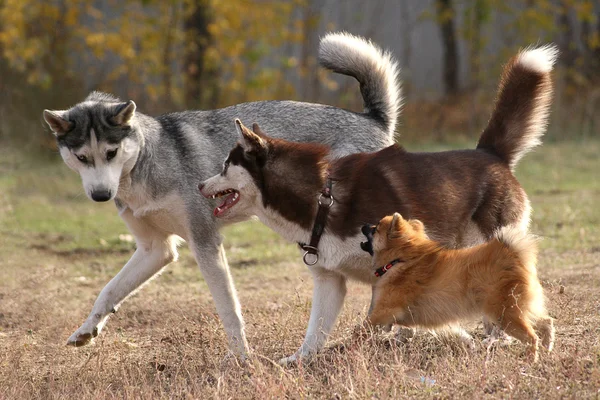 Large, medium and small - three dogs — Fotografia de Stock